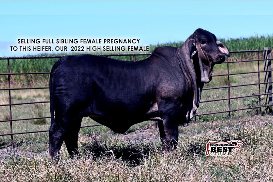 LOT 14 - FEMALE PREGNANCY - FULL SIB TO 2022 SALE HIGH SELLER, MS JS/CLF POLLED BLACK ASH 190/2