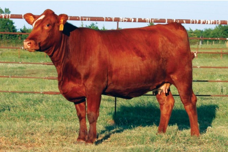 LOT 11 - FEA TORI