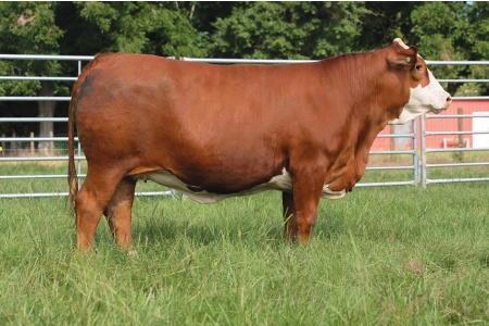 LOT 12 - CIRCLE E MOON FLOWER