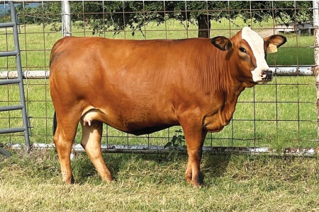 LOT 15 - PRR MELANY 835M
