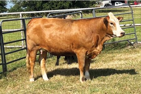 LOT 17 - PRR MARLEE 868M