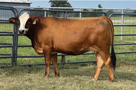 LOT 19 - PRR MYRA 938M