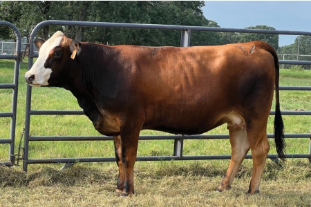 LOT 20 - PRR MAXINE 948M