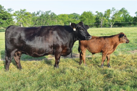 LOT 21 - RRF JOY K111
