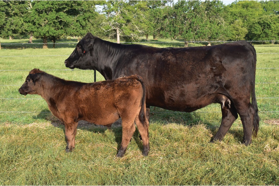 LOT 22 - RRF KNOCKOUT 234K