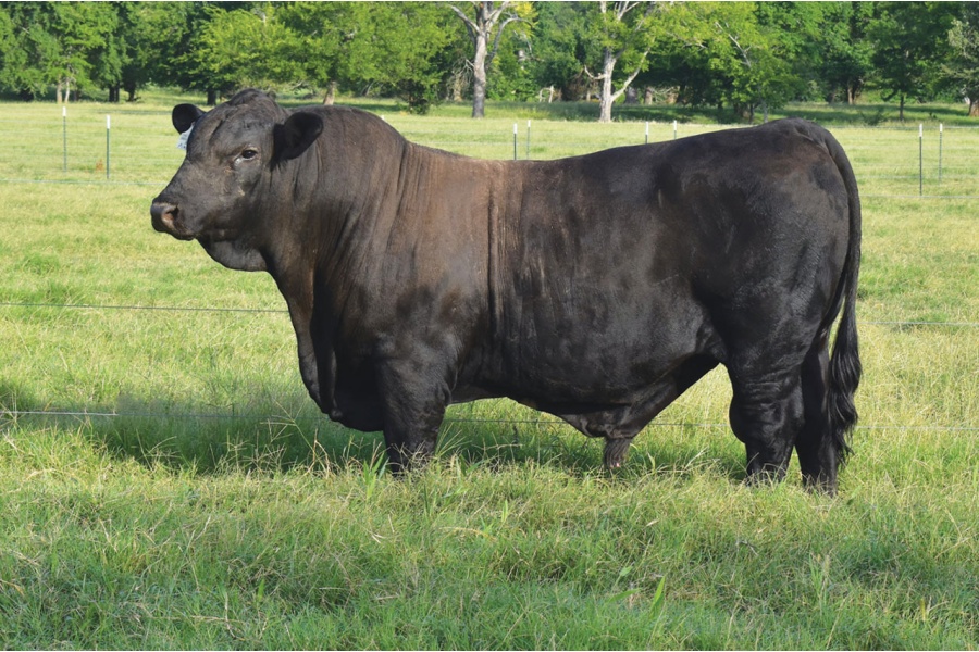 LOT 23 - KRP SAINT ANGELO