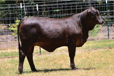 LOT 24 - SLBC BEAUTY N07