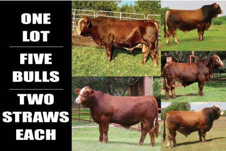 LOT 29 - LA MUNECA FIVE BULL SEMEN LOT - 1 TIMES THE MONEY