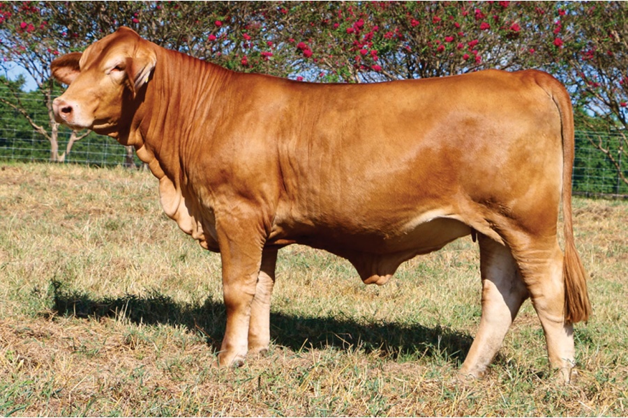 LOT 30 - JSSC/LMC MISS ANN 429M