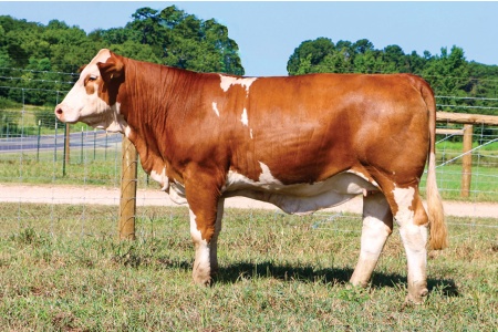 LOT 31 - N/LMC BEAUTY QUEEN 453M