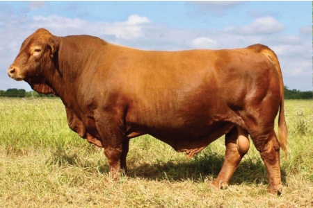 LOT 33A - LMC BBS RAMBLER 5D/39 - SELLING A FIVE-UNIT SEMEN PACKAGE