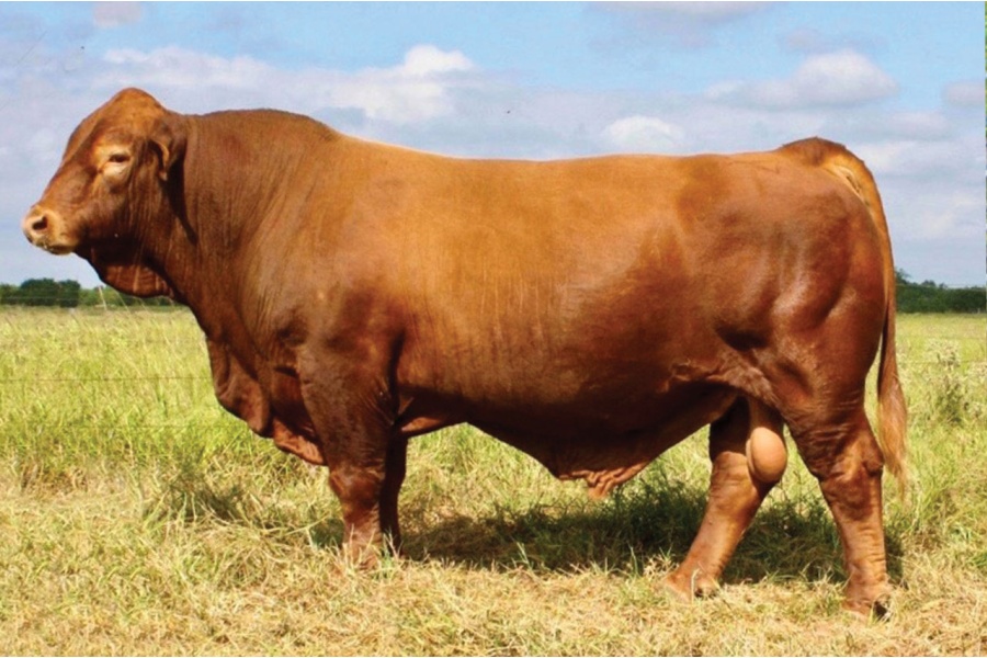 LOT 33C - LMC BBS RAMBLER 5D/39 - SELLING A FIVE-UNIT SEMEN PACKAGE