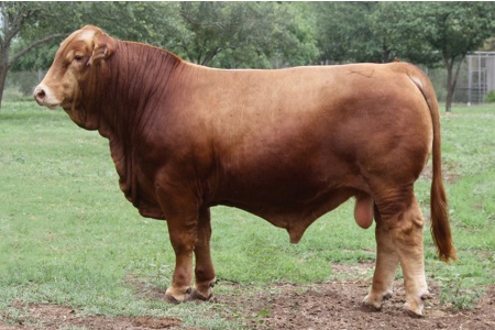 LOT 34A - LMC SSC ANTONIO 854F - SELLING A FIVE-UNIT SEMEN PACKAGE