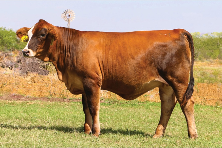LOT 36 - LMC CAROLINA 131N5 - SELLS WTH 2 UNITS OF SEMEN