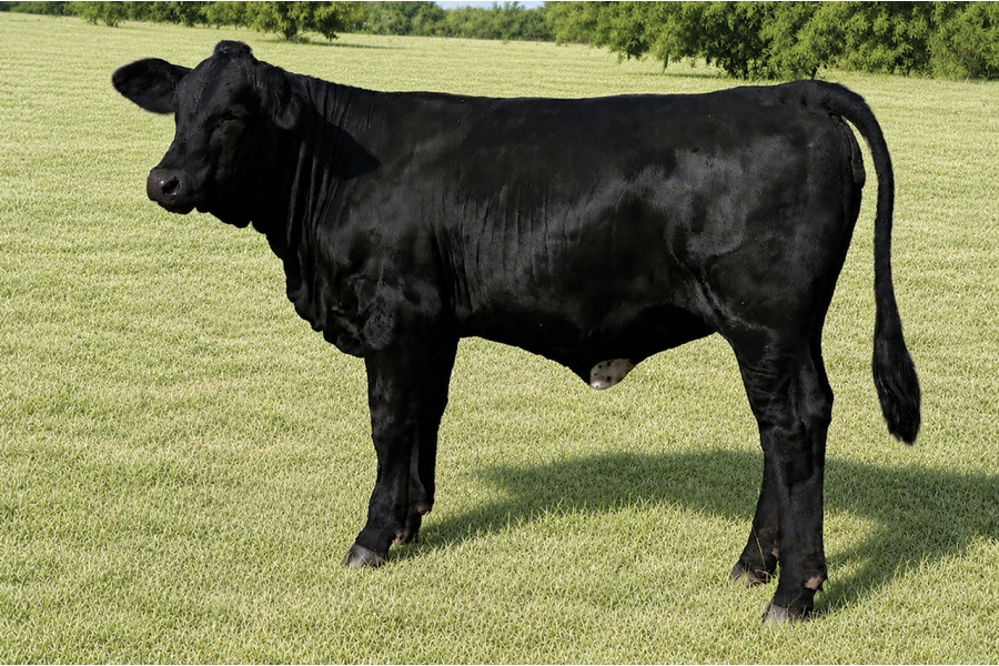LOT 37 - RGV JACKIE N508