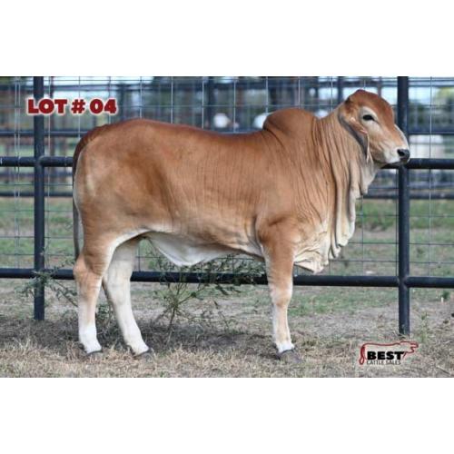 LOT 04 - BUTLER CANDIDA 152 (P)