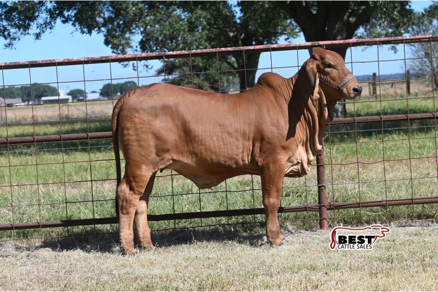 LOT 04 - SCC MS POLLED 14/1 (P)