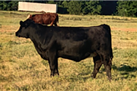LOT 40 - 4B SAMANTHA 12N