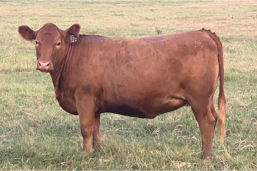 LOT 41 - 4B WILLOW 101M