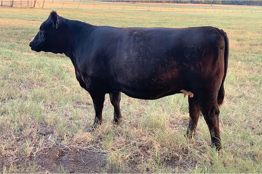 LOT 43 - 4B VALENTINA 039M