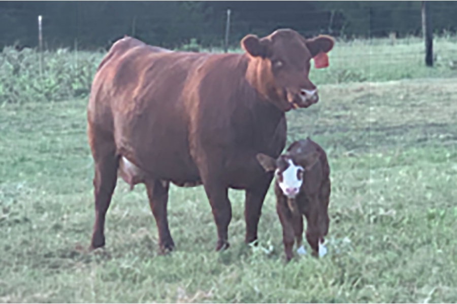 LOT 44 - 4B GRACE 59M