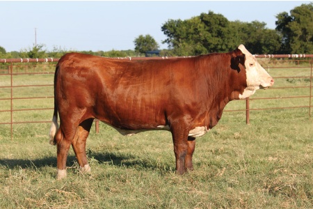 LOT 47 - STARK MAYBREE 20DM