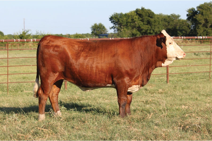 LOT 47 - STARK MAYBREE 20DM