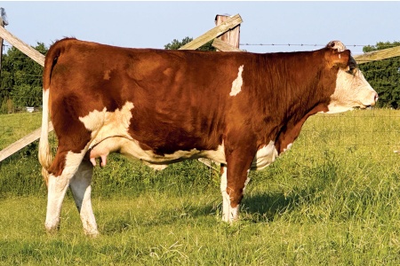 LOT 48 - STARK MELODI 12DM