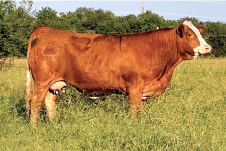 LOT 49 - STARK MEREDITH 2DM