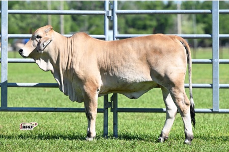 LOT 05 - GB MS CHERRA'S PRIDE 900