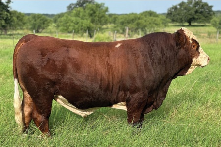 LOT 50 - FOUR SEVENS TEXAS RAPTOR