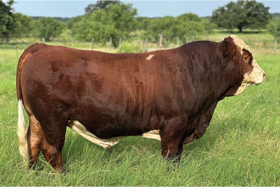 LOT 50 - FOUR SEVENS TEXAS RAPTOR
