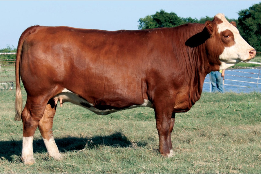 LOT 61 - RTOP MS BELLE 1107L
