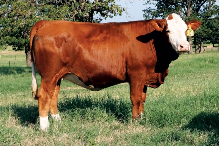LOT 63 - SOT NALA N108