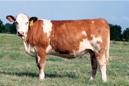 LOT 64 - SOT NADINE N107