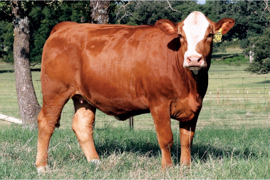 LOT 67 - SOT MILA M071