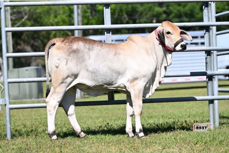 LOT 07 -  DTC MS SWEETIE PIE
