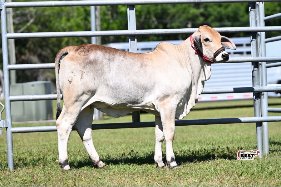 LOT 07 -  DTC MS SWEETIE PIE