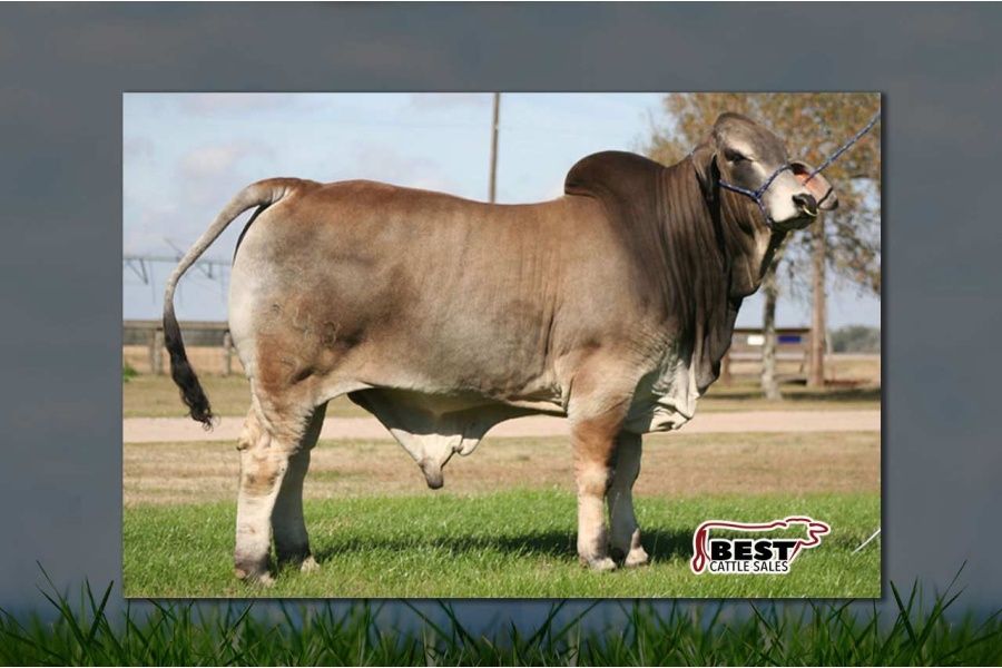 LOTE 07 - MR. V8 243/7
