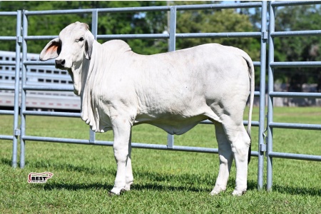 LOT 08 - BISHOP MS. PURDY 56