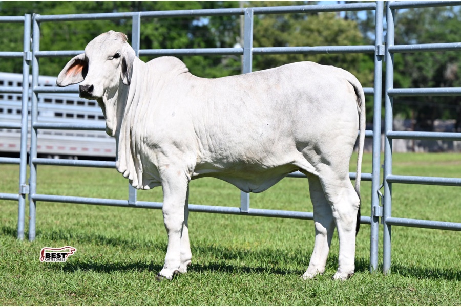 LOT 08 - BISHOP MS. PURDY 56