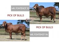 LOT 09 - MR. FONTENOT 113 or MR. FONTENOT 114 - PICK OF THE BULLS