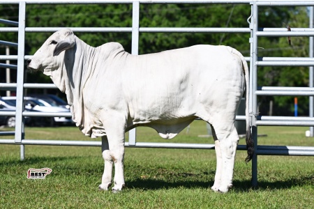 LOT 10 - K BRAND MS 75 (P)
