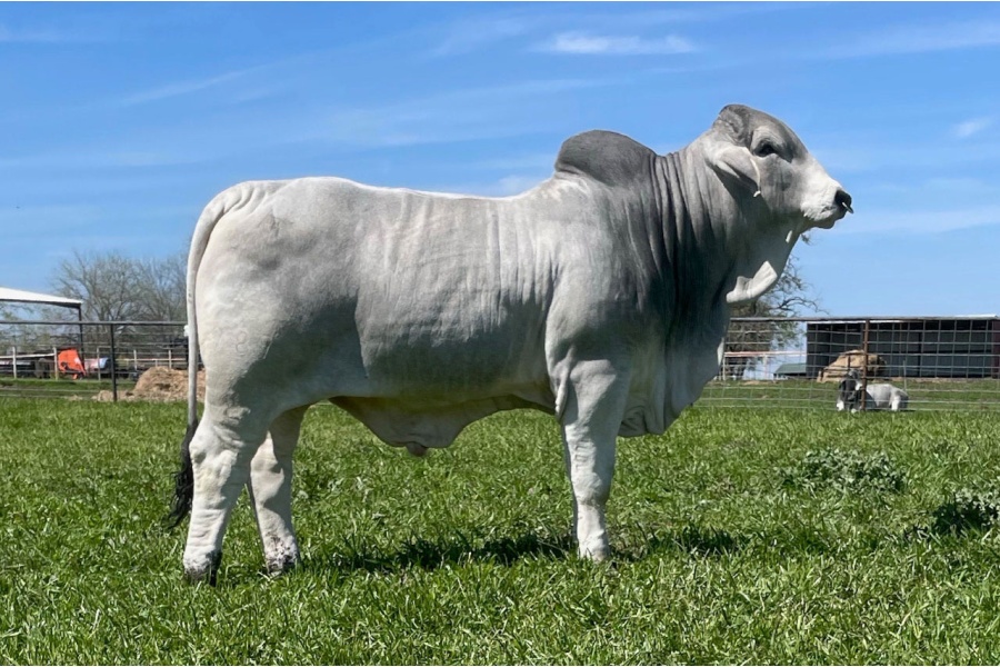 LOT  10 - AT MR JACE 989/2
