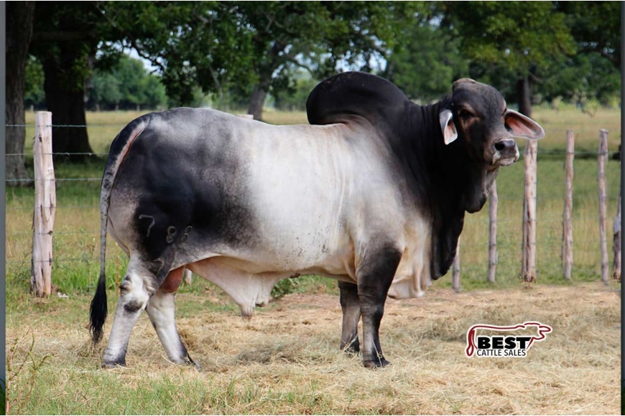 LOTE 10 - MR. V8 788/7