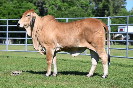 LOT 11 - MISS WARD 86