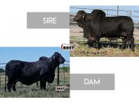 LOT 11 -  MR +S POLLED NEGRO 626 X RSB MS. LIBERTY'S ONYX 202/5 - EMBRYO PACKAGE