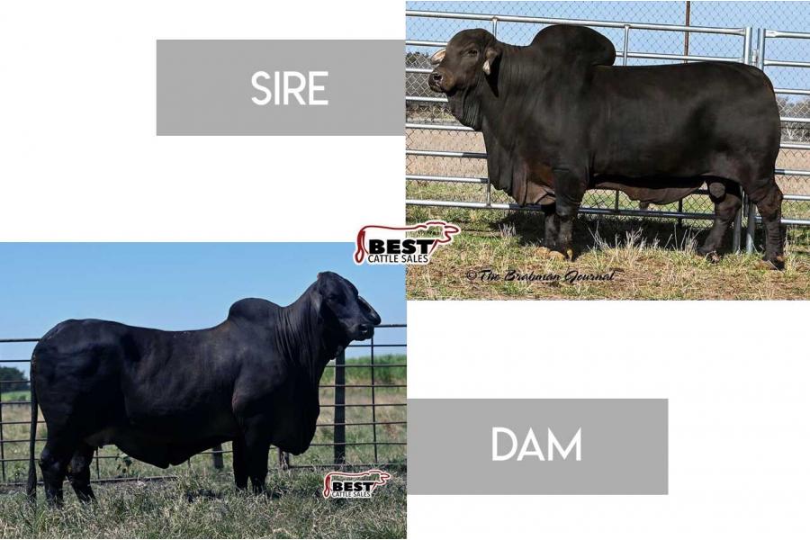 LOT 11 -  MR +S POLLED NEGRO 626 X RSB MS. LIBERTY'S ONYX 202/5 - EMBRYO PACKAGE