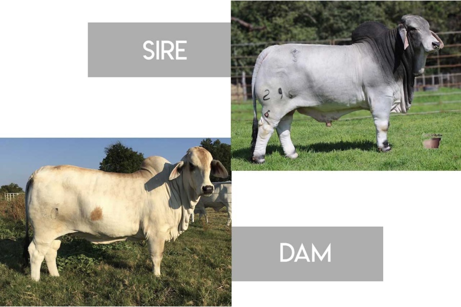 LOT 12 -MR. SNS MIGHTY MOUSE 295/6 X +MISS AT 510-PACKAGE OF 3 EMBRYOS