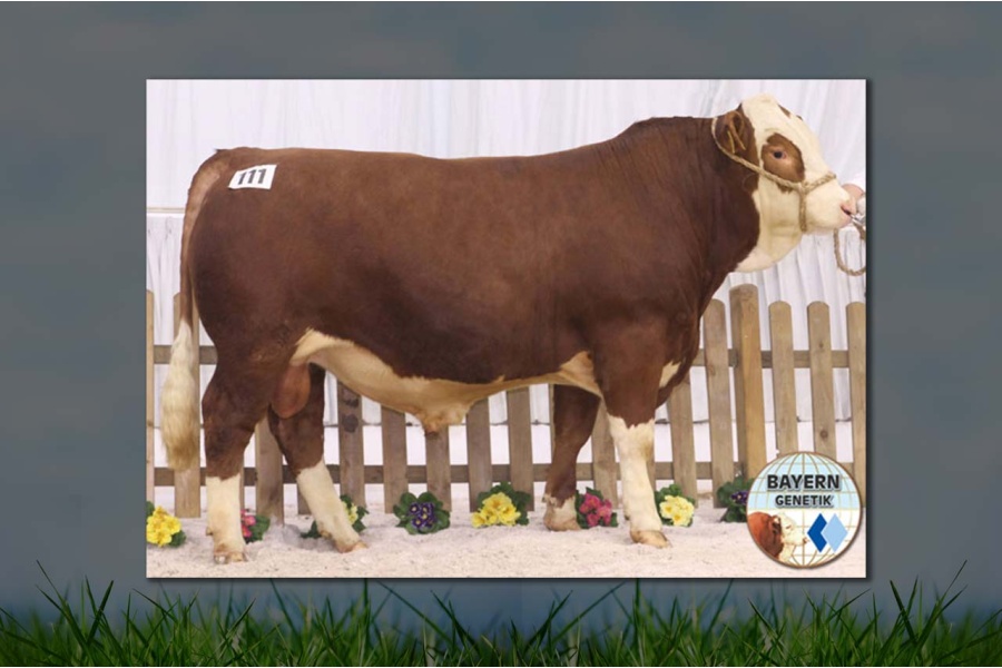 LOTE 18 - BARBADOS PP*